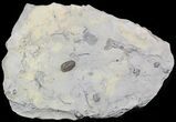 Radnoria Trilobite From New York - Rare Species #46582-2